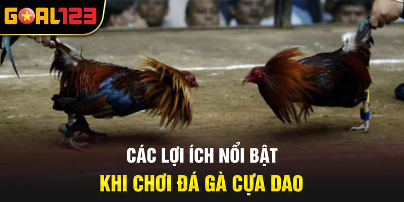 Các ưu điểm nổi bật khi chơi đá gà cựa dao