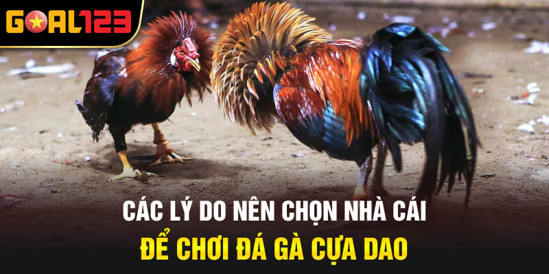 Các lý do nên chọn nhà cái để chơi đá gà cựa dao