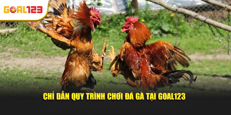 Chỉ dẫn quy trình chơi đá gà tại Goal123